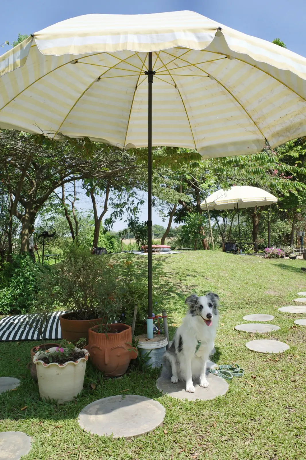 บ้านสวนกำไรสุข pets image 2