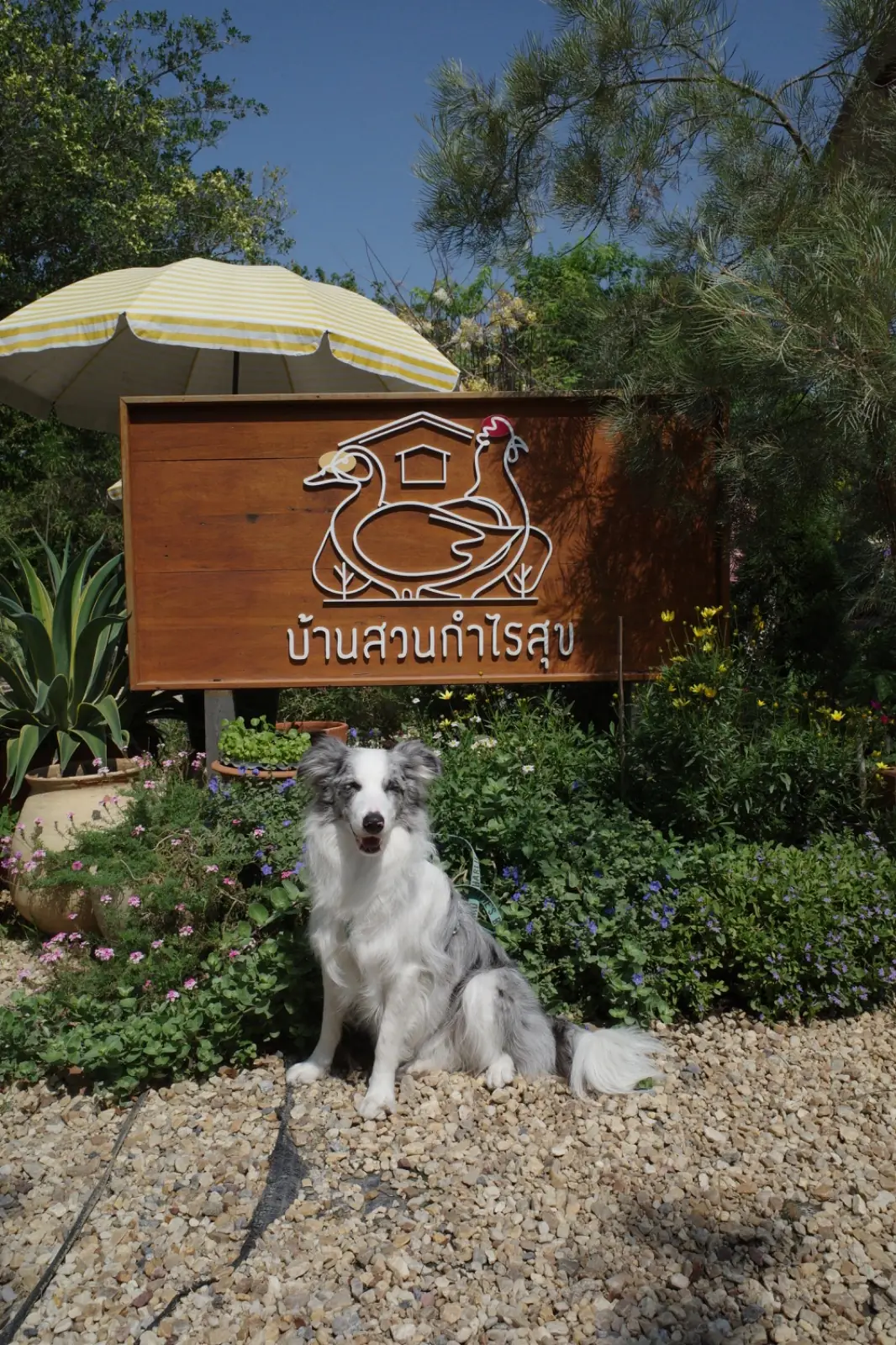 บ้านสวนกำไรสุข pets image 5