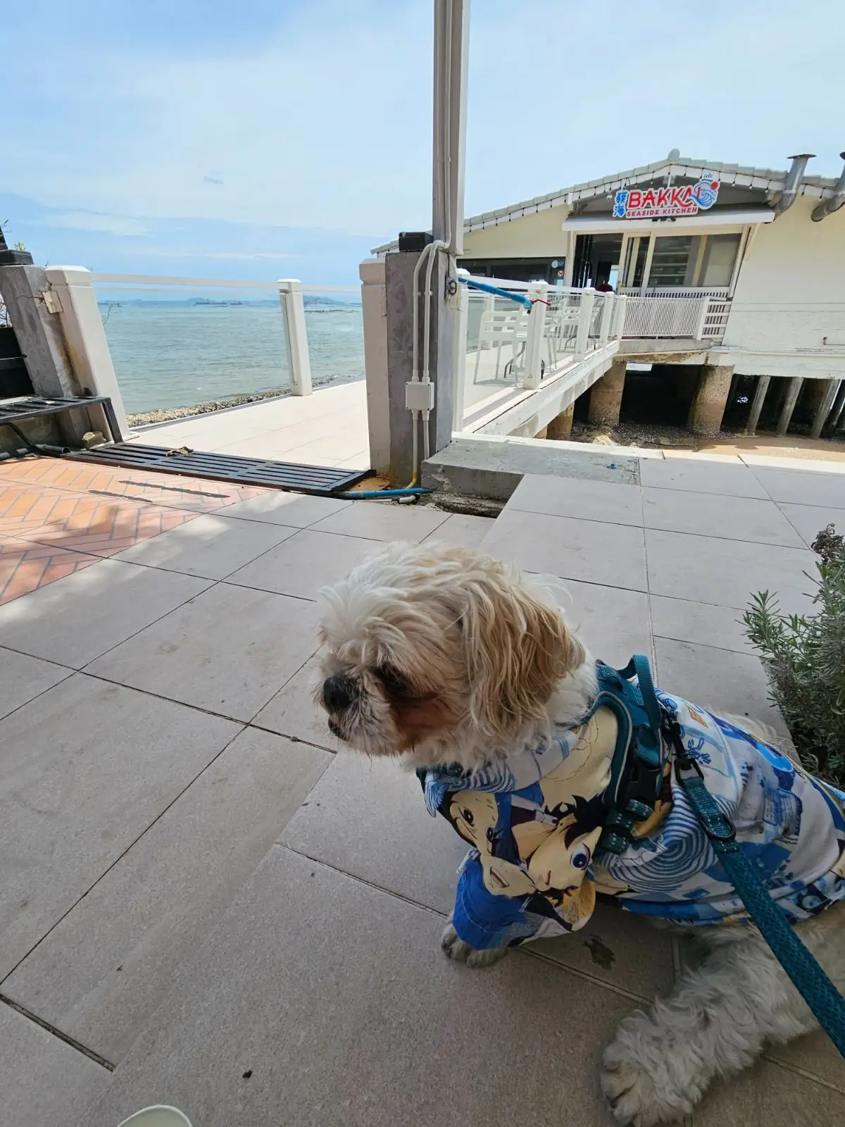 เพรฟ คาเฟ่ pets image 1