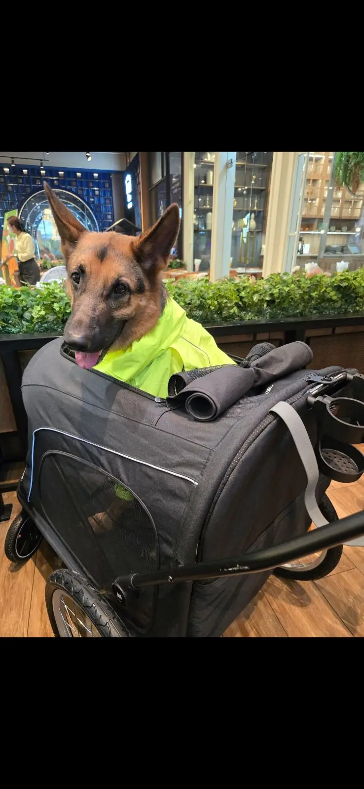 Yakiniku Like - Central Westville pets image 1