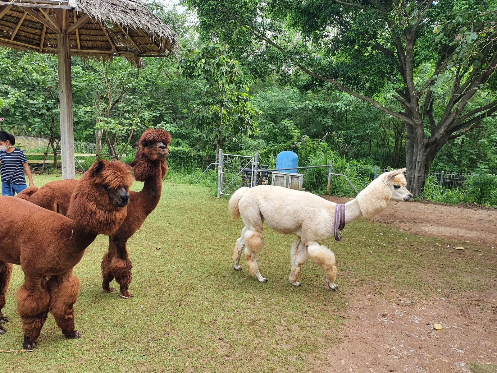 ดุสิตดีทูเขาใหญ่ pets image 1