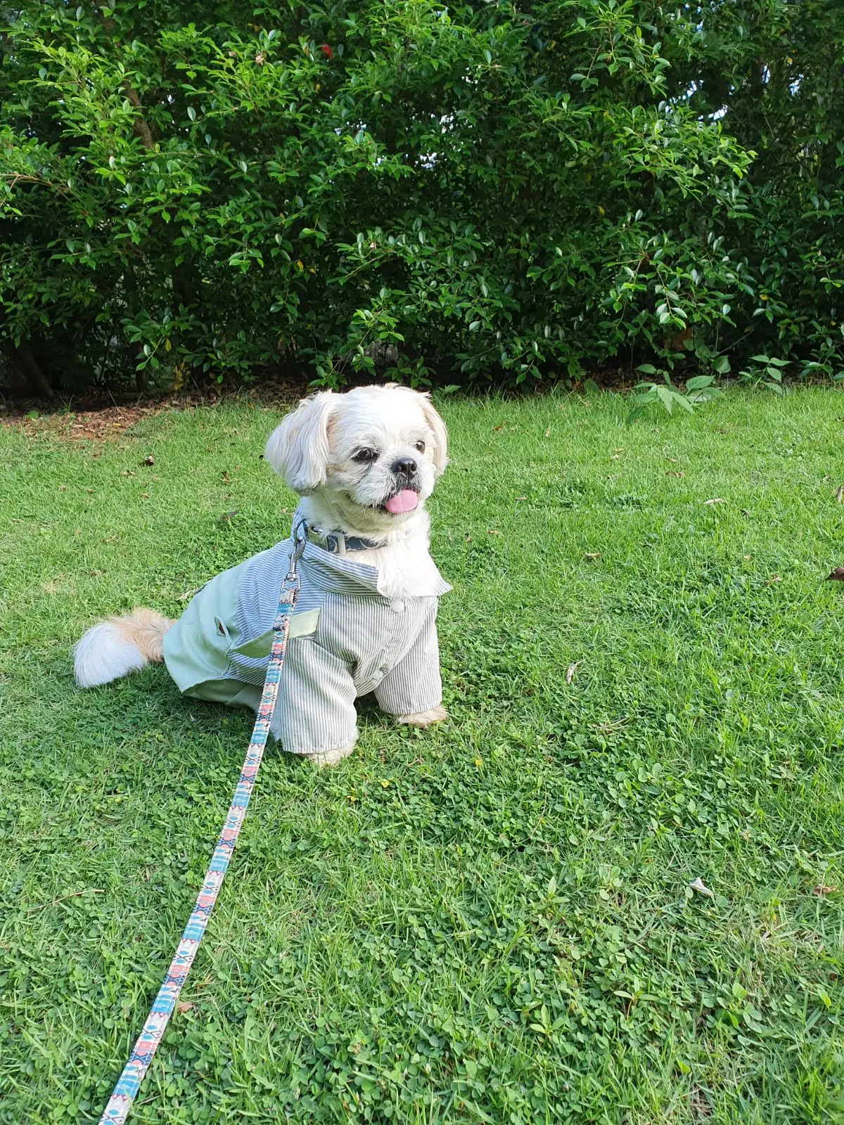 ดุสิตดีทูเขาใหญ่ pets image 2