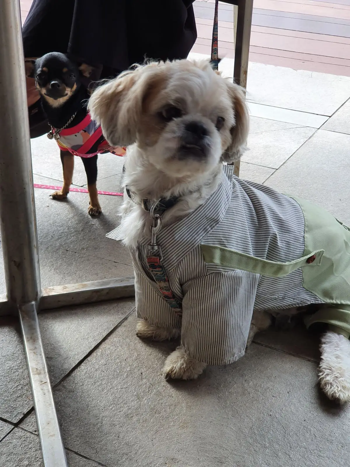 ดุสิตดีทูเขาใหญ่ pets image 3