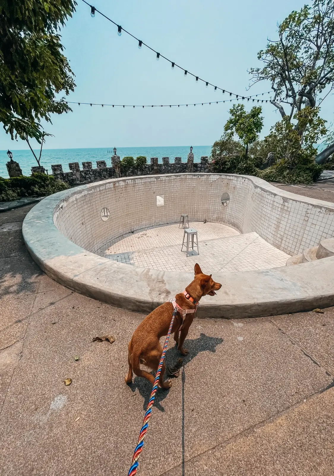 Hidden Lab pets image 1