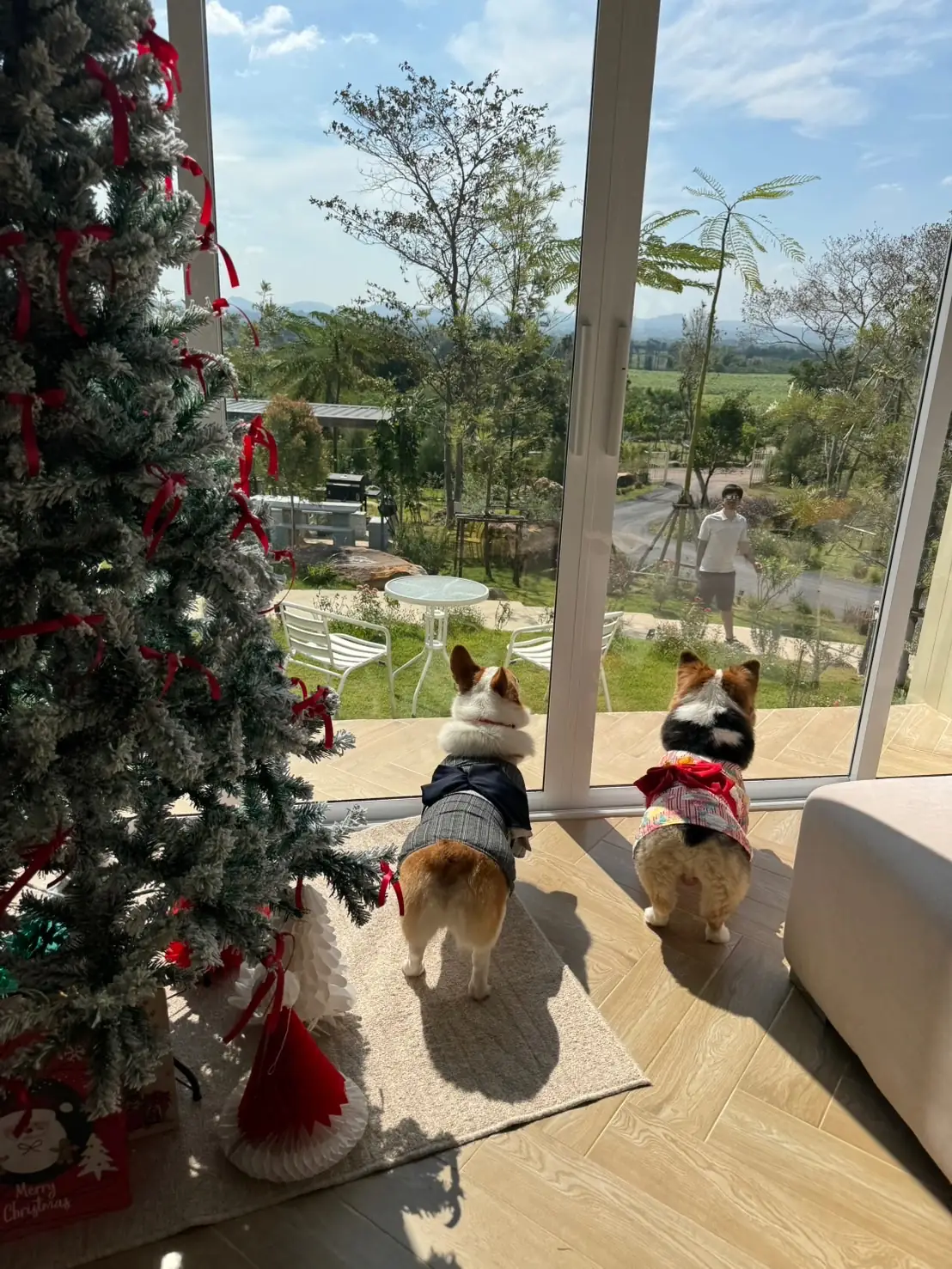 ป่าเขา - The Private House pets image 4
