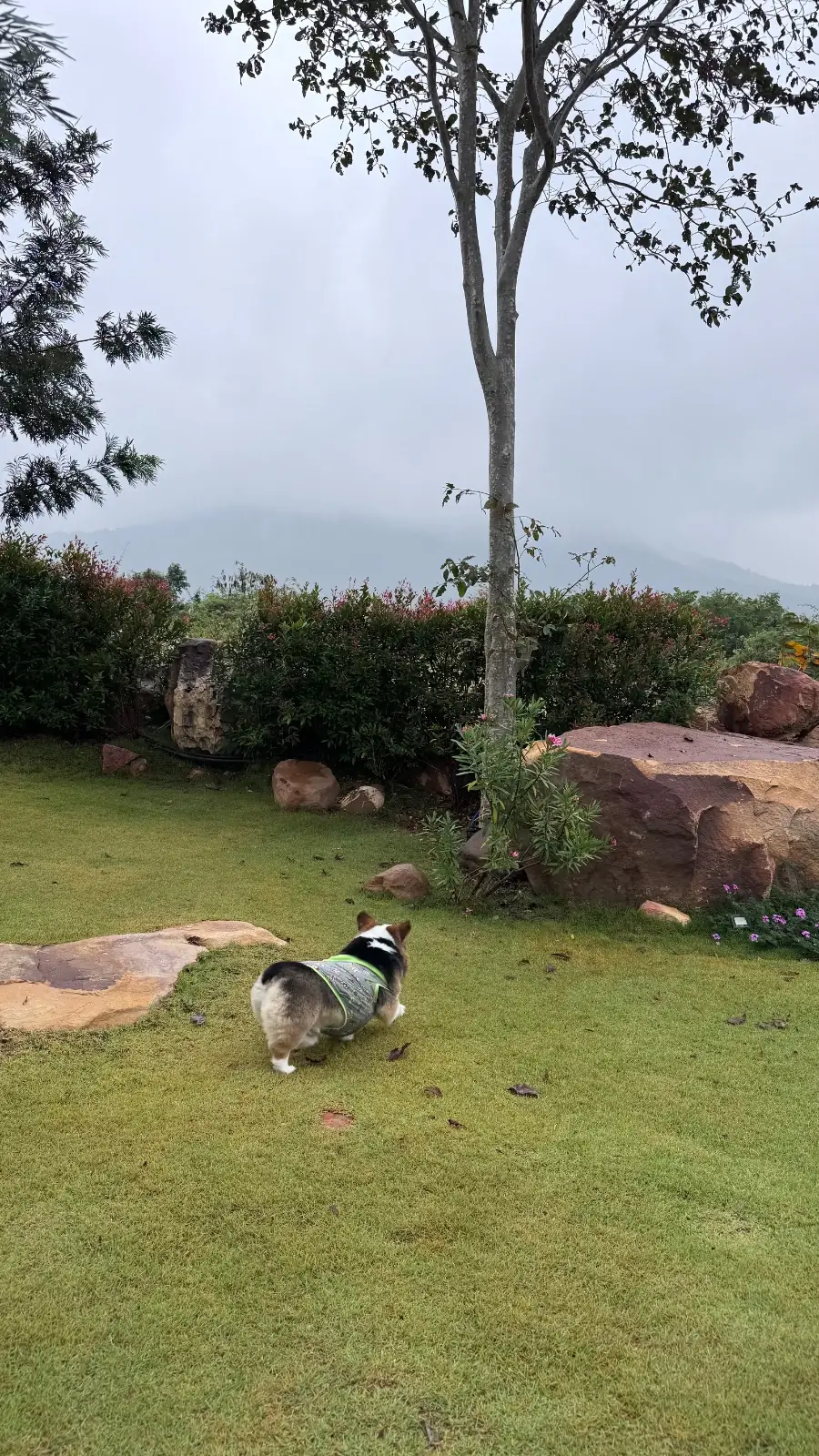 ป่าเขา - The Private House pets image 2