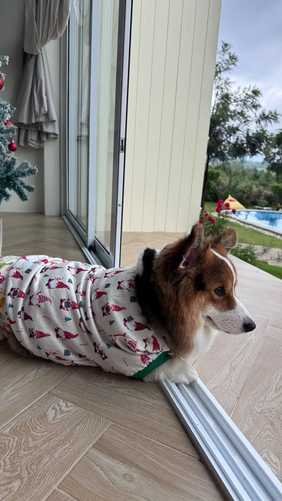 ป่าเขา - The Private House pets image 3