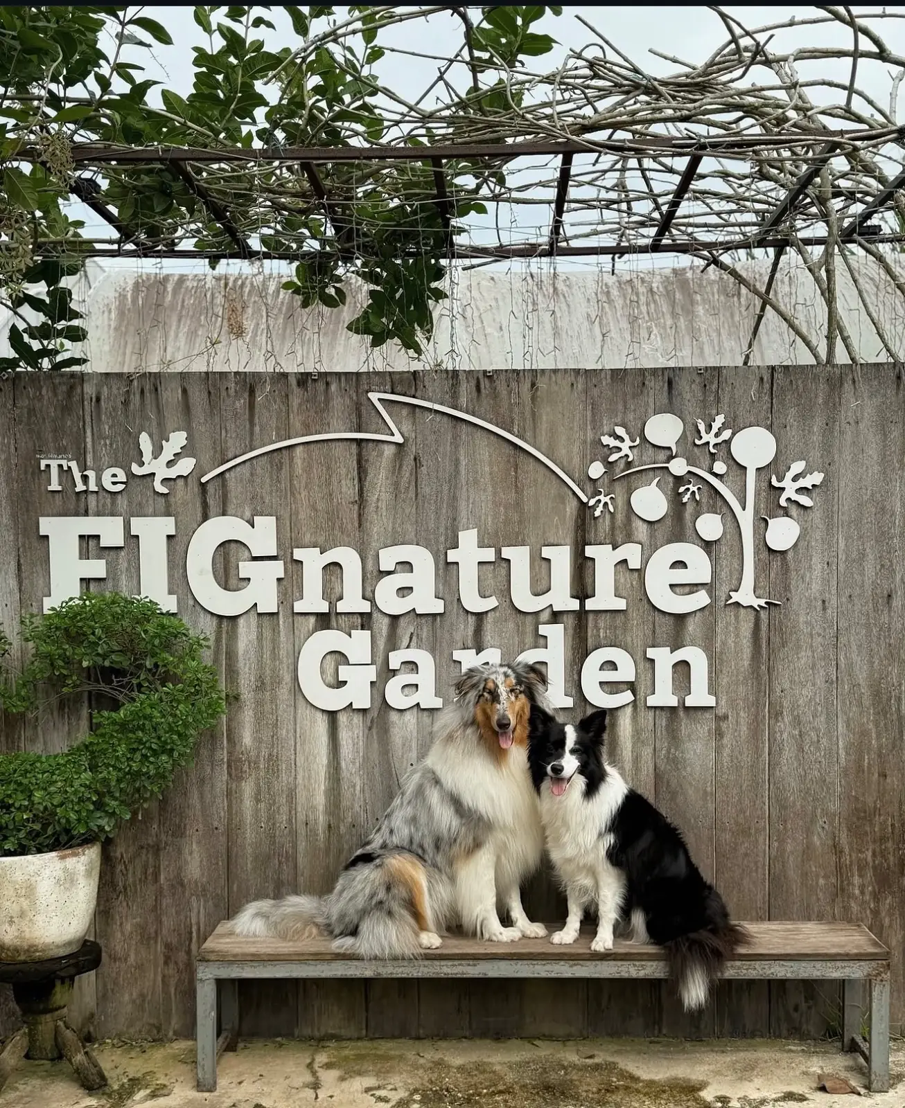 The FIGnature Garden pets image 1