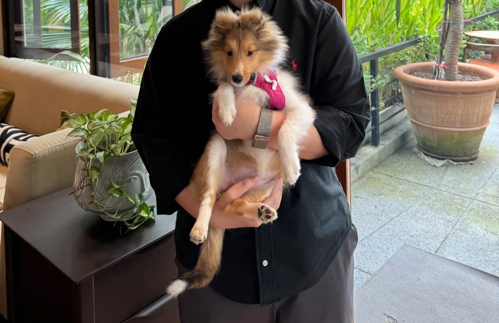KIMI NOMU pets image 2