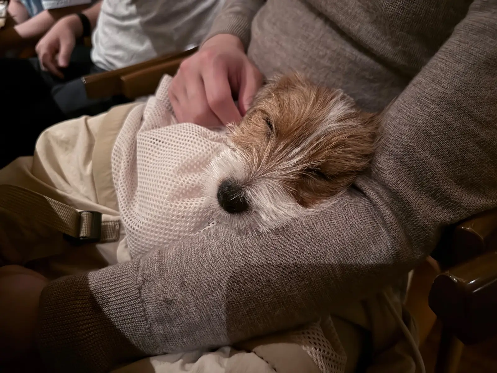KIMI NOMU pets image 3