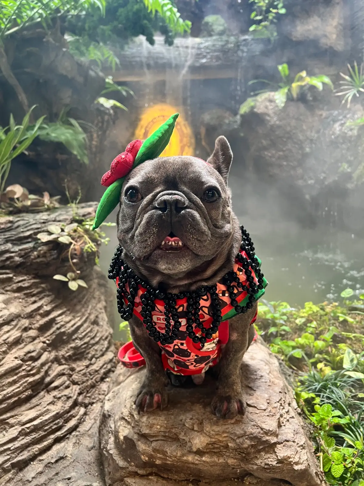 The Old School เจริญนคร pets image 2