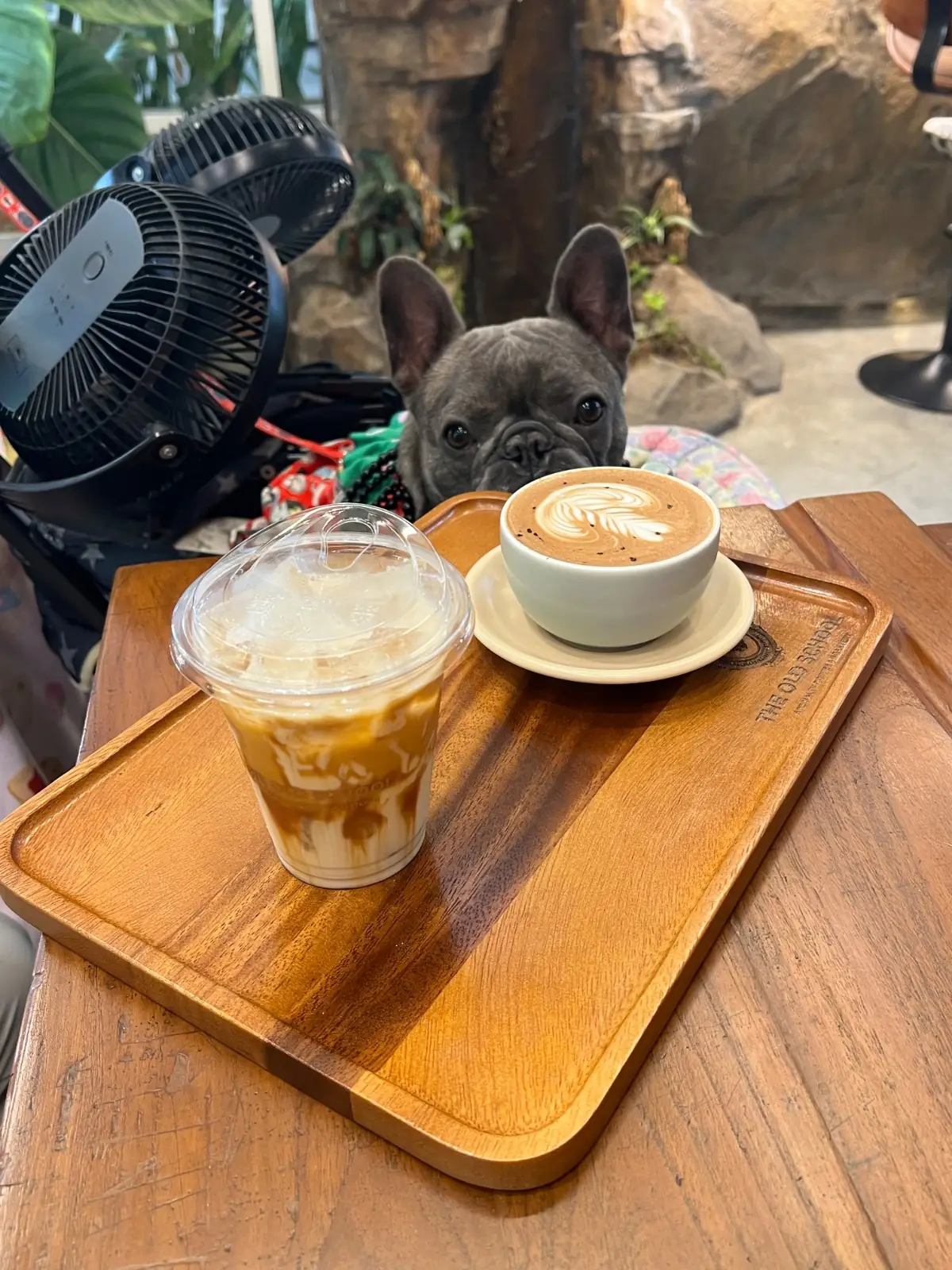 The Old School เจริญนคร pets image 3