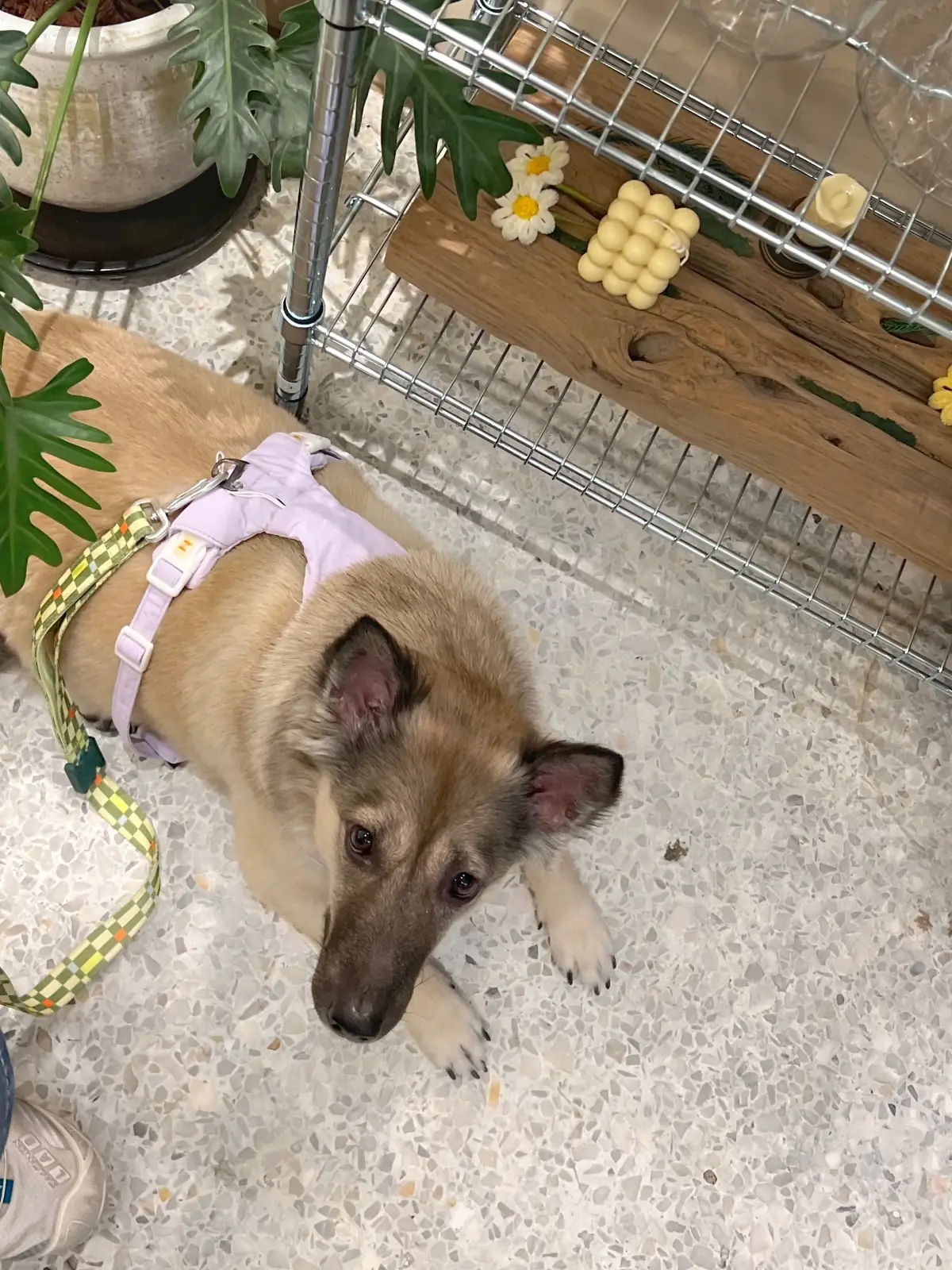 OLD DAISY CAFE pets image 1