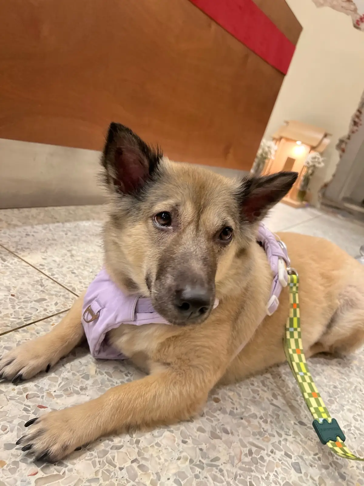 OLD DAISY CAFE pets image 2