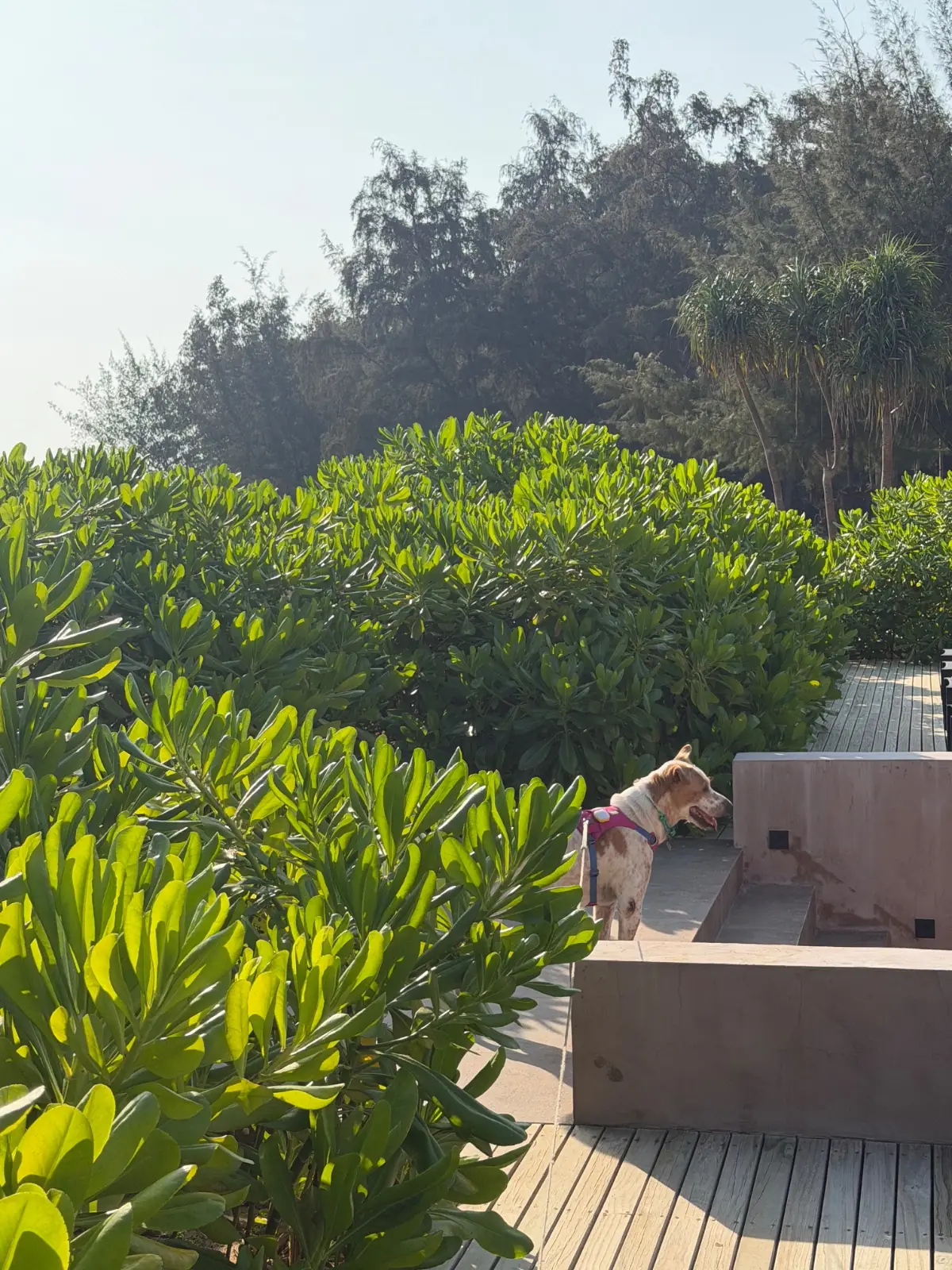 Inchantreedoolay Hotel Hua-Hin ambiance image 1