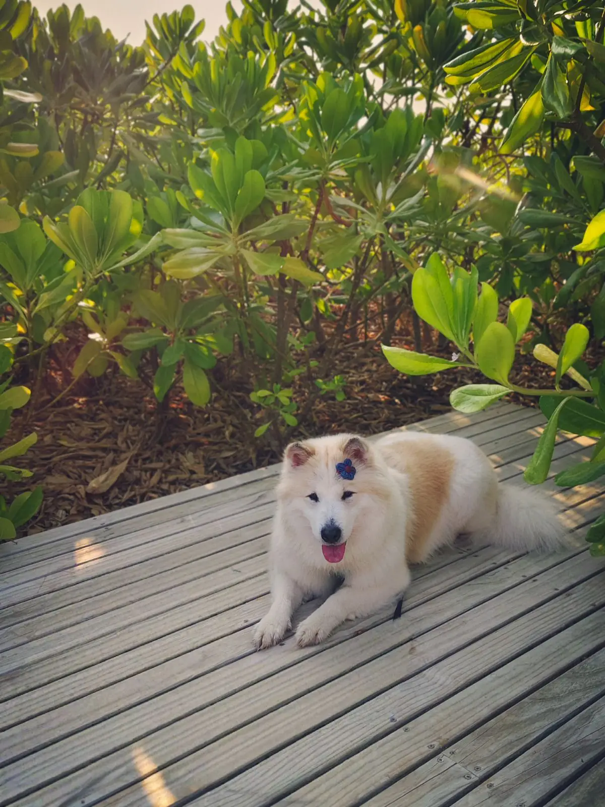 Inchantreedoolay Hotel - Hua Hin pets image 15