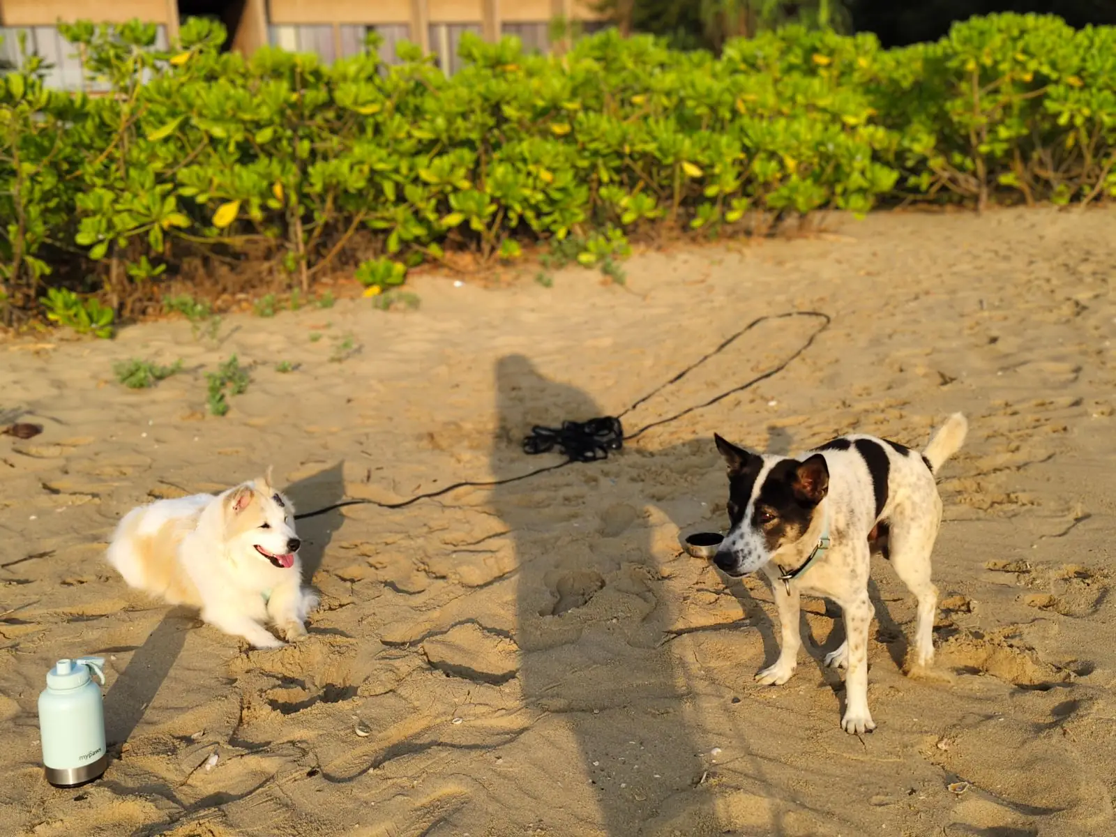 Inchantreedoolay Hotel - Hua Hin pets image 9