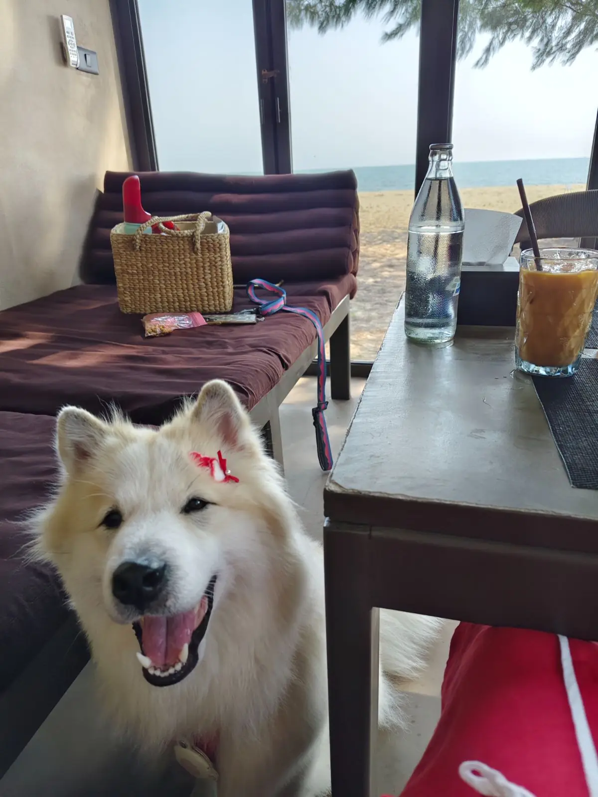 Inchantreedoolay Hotel - Hua Hin pets image 10
