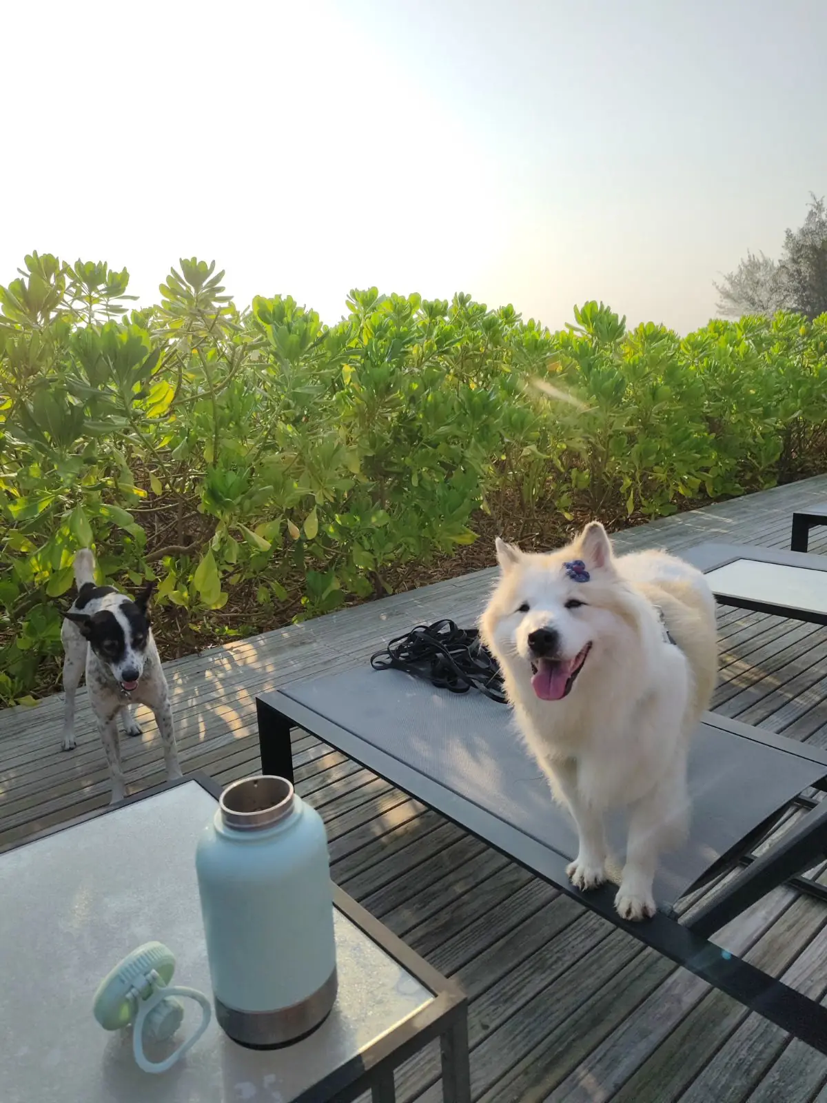Inchantreedoolay Hotel - Hua Hin pets image 14