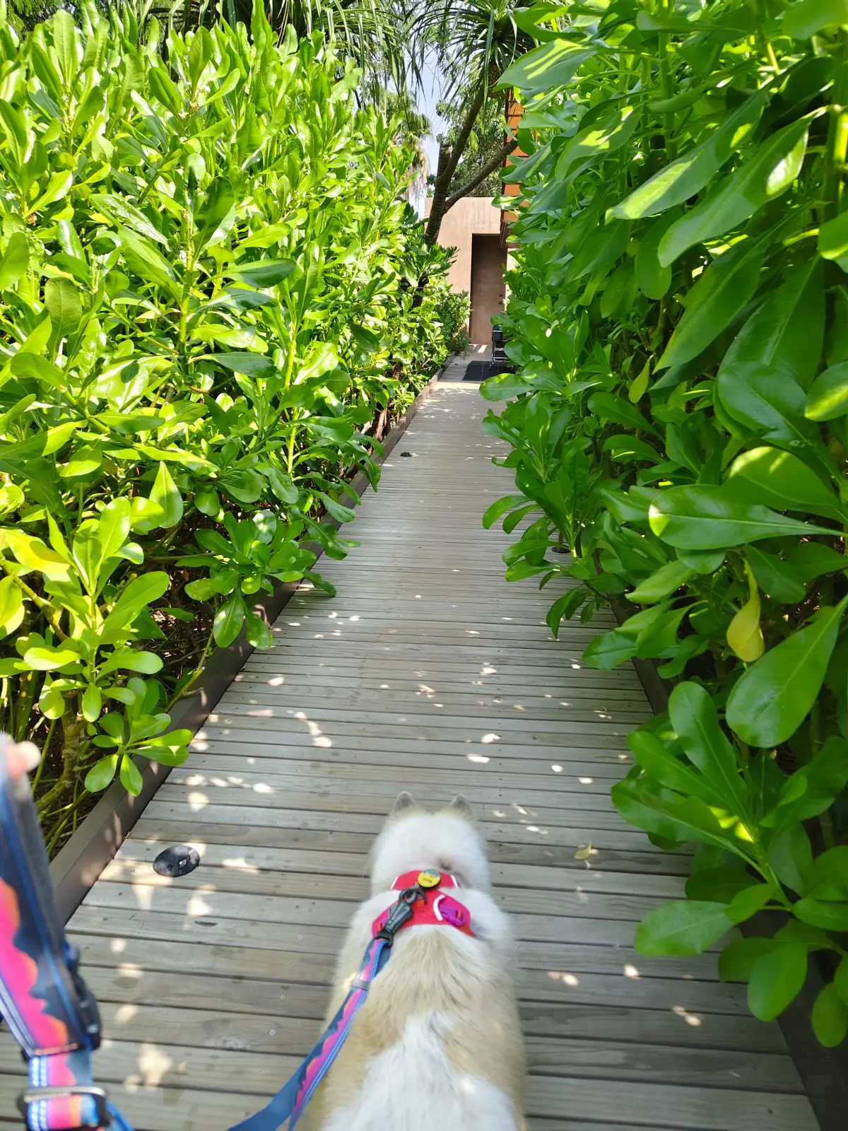 Inchantreedoolay Hotel - Hua Hin pets image 11