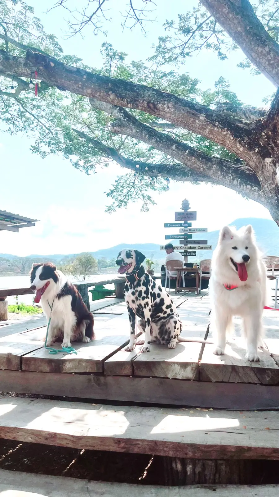 ริมอ่างคาเฟ่ pets image 1