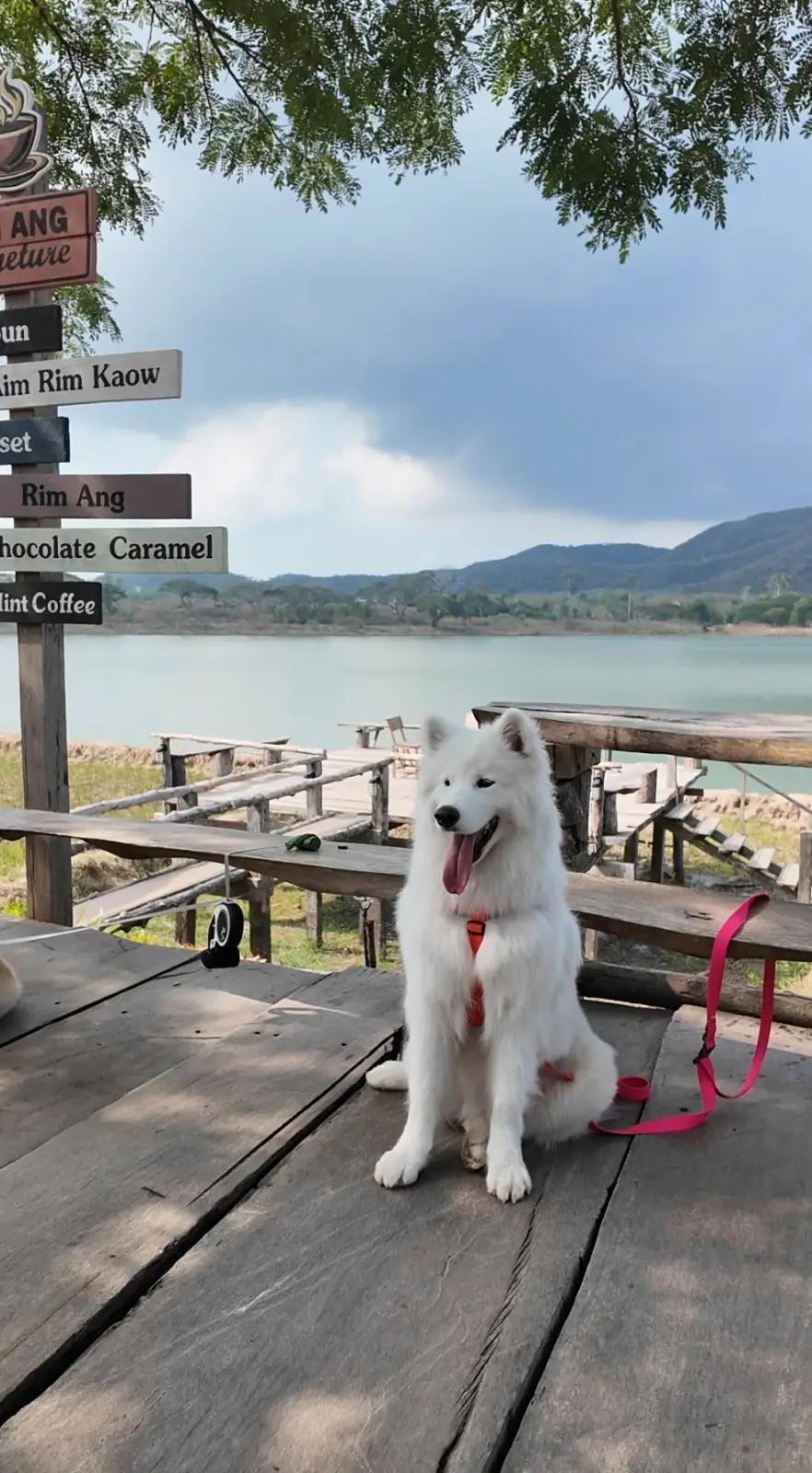 ริมอ่างคาเฟ่ pets image 2