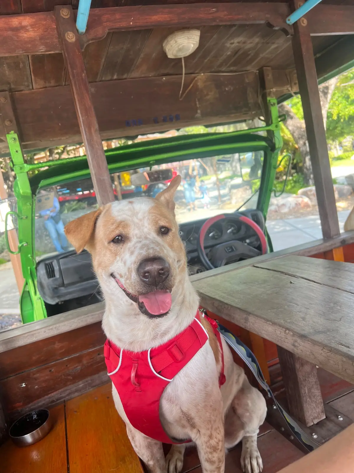 Coffee For Rest - Chachoengsao pets image 1