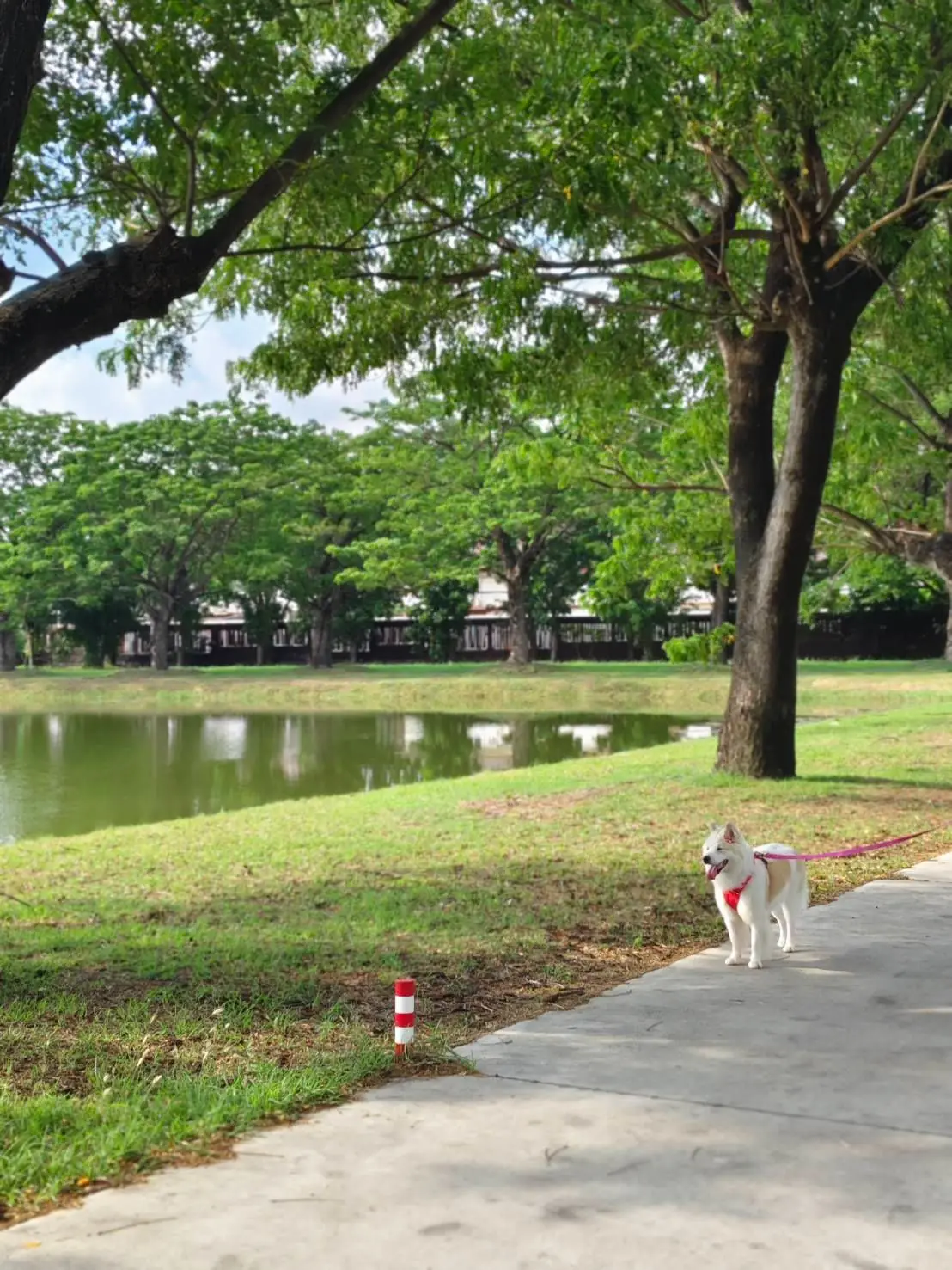 Coffee For Rest - Chachoengsao pets image 4