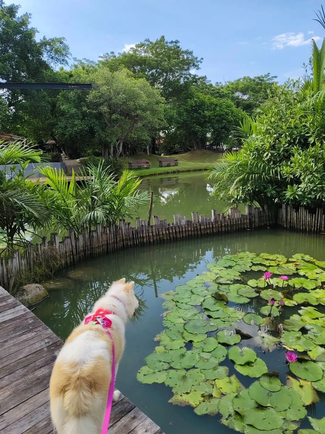 Coffee For Rest - Chachoengsao pets image 5