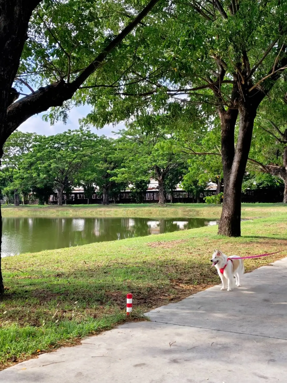 Coffee For Rest - Chachoengsao pets image 7