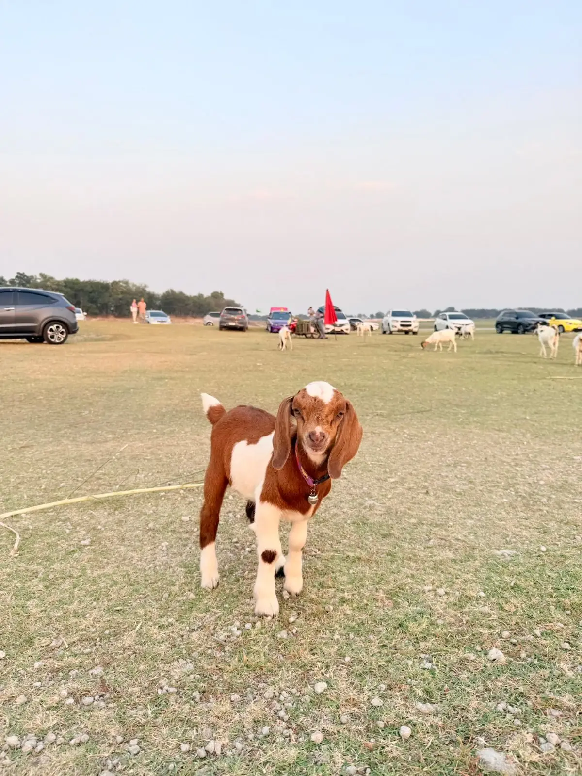 นิวซีแลนด์เมืองไทย บ้านท่าฤทธิ์ pets image 7