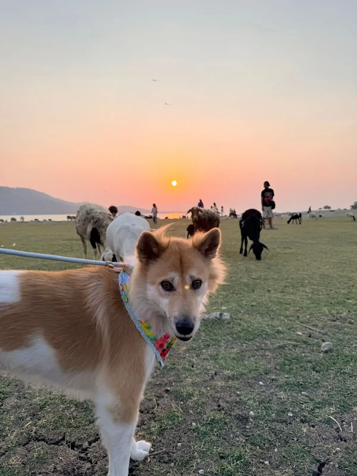 นิวซีแลนด์เมืองไทย บ้านท่าฤทธิ์ pets image 5