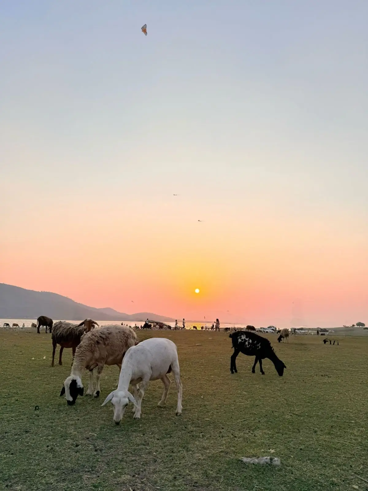 นิวซีแลนด์เมืองไทย บ้านท่าฤทธิ์ pets image 1