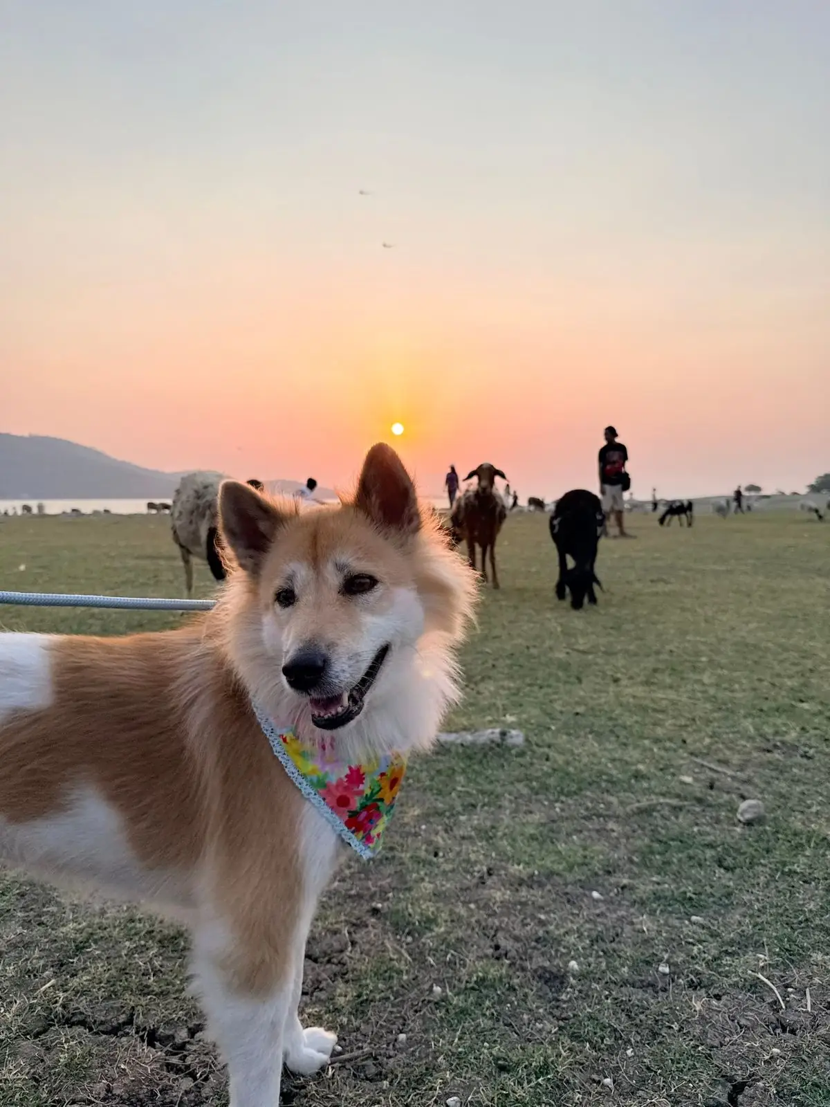 นิวซีแลนด์เมืองไทย บ้านท่าฤทธิ์ pets image 6