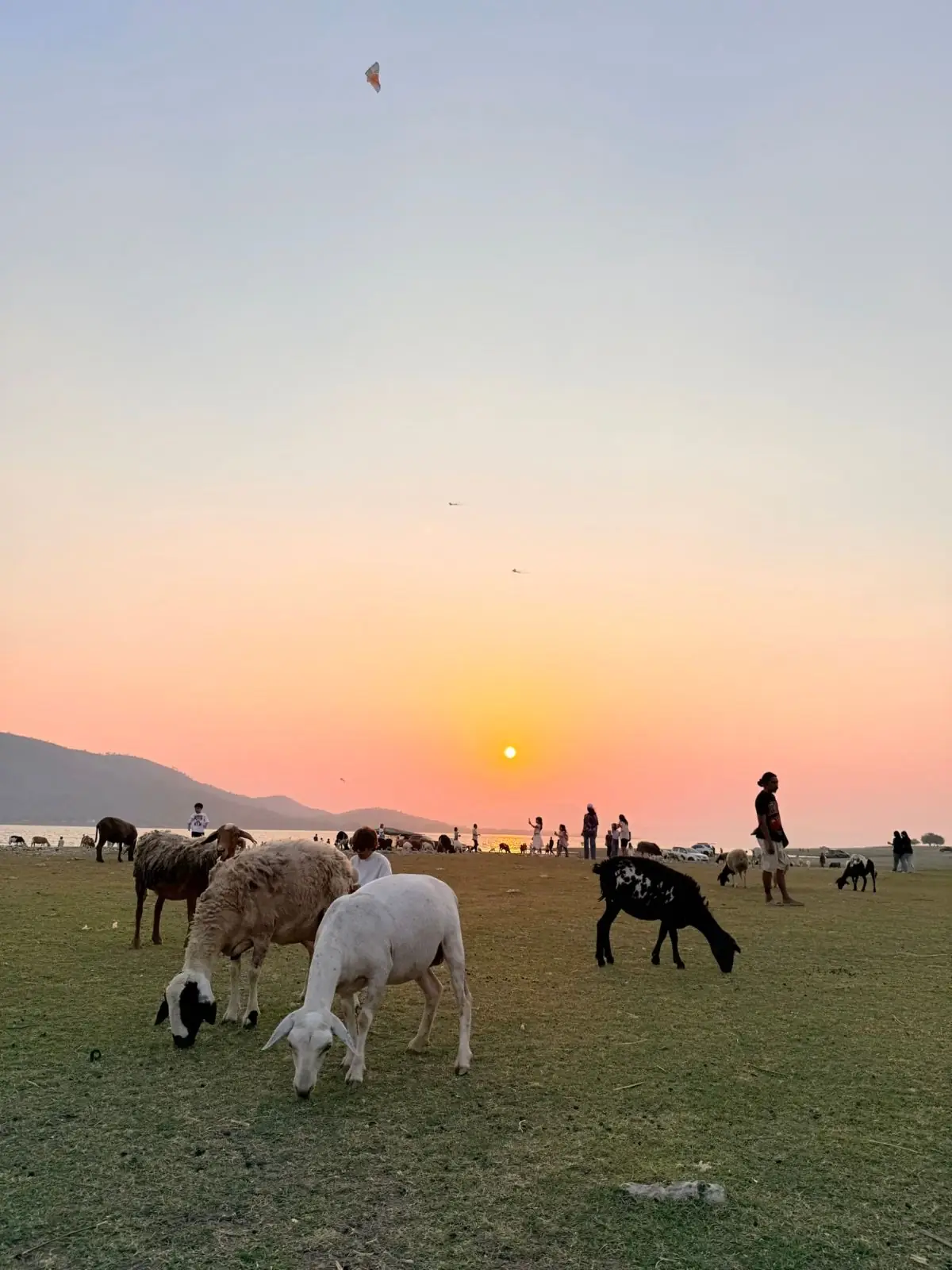 นิวซีแลนด์เมืองไทย บ้านท่าฤทธิ์ pets image 2