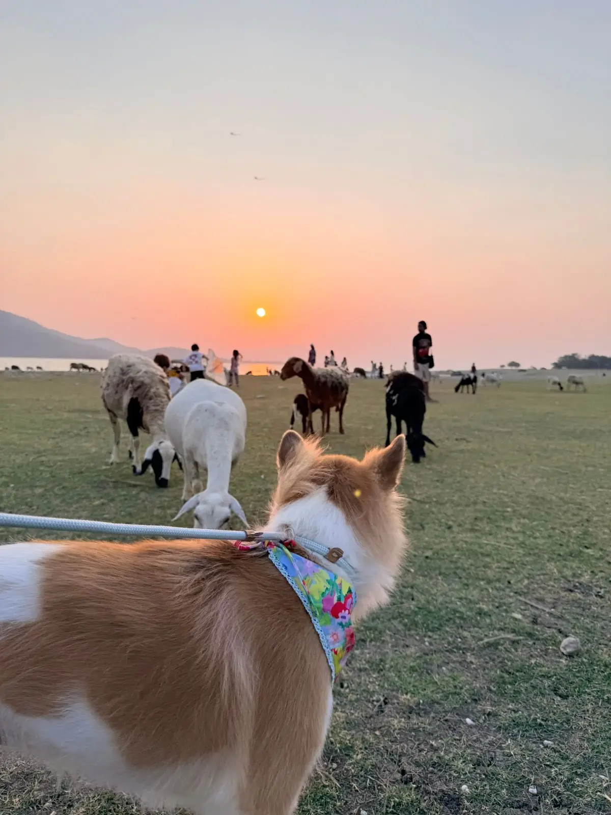 นิวซีแลนด์เมืองไทย บ้านท่าฤทธิ์ pets image 4