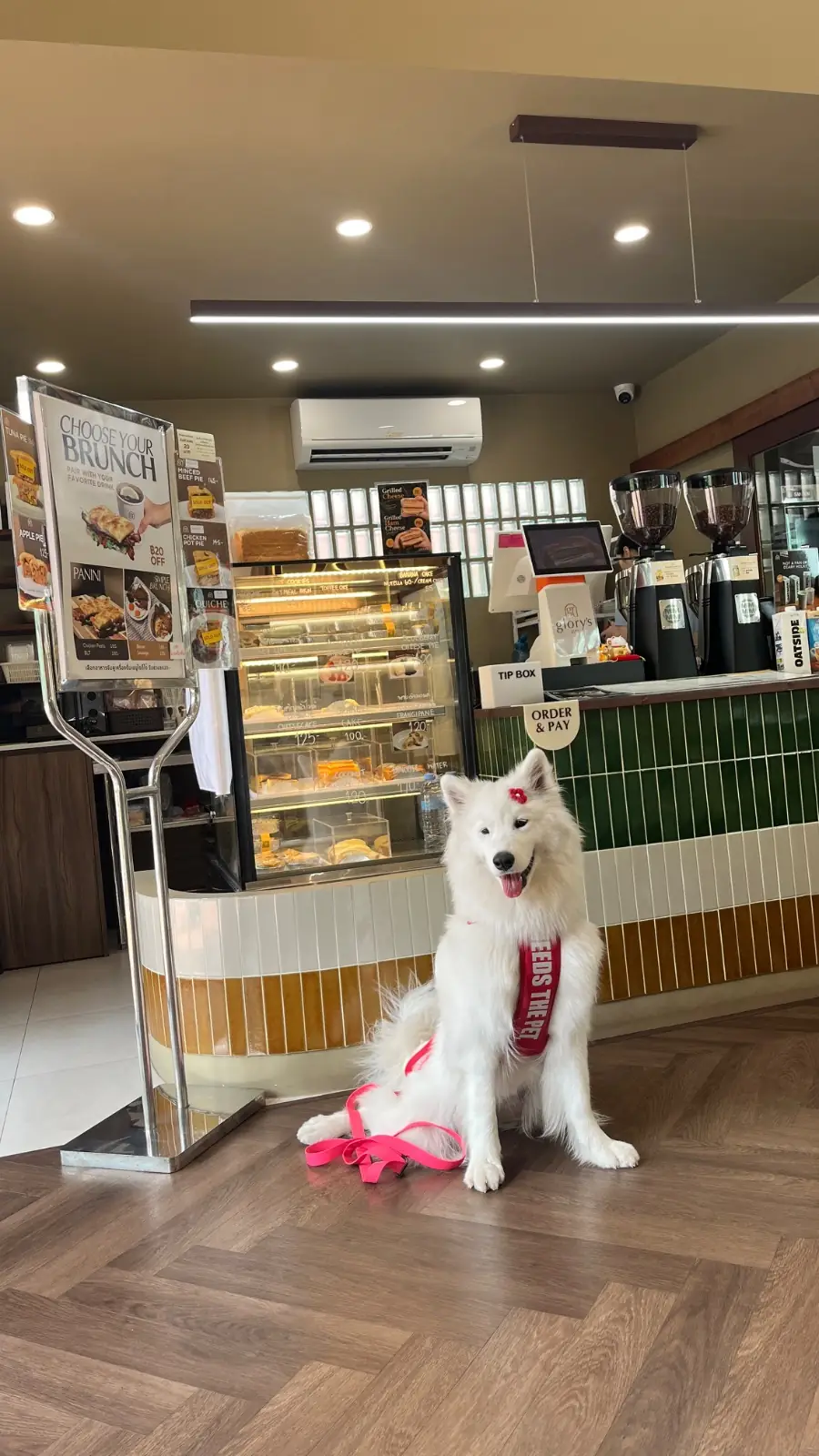 Glory's Homemade Ayutthaya pets image 2