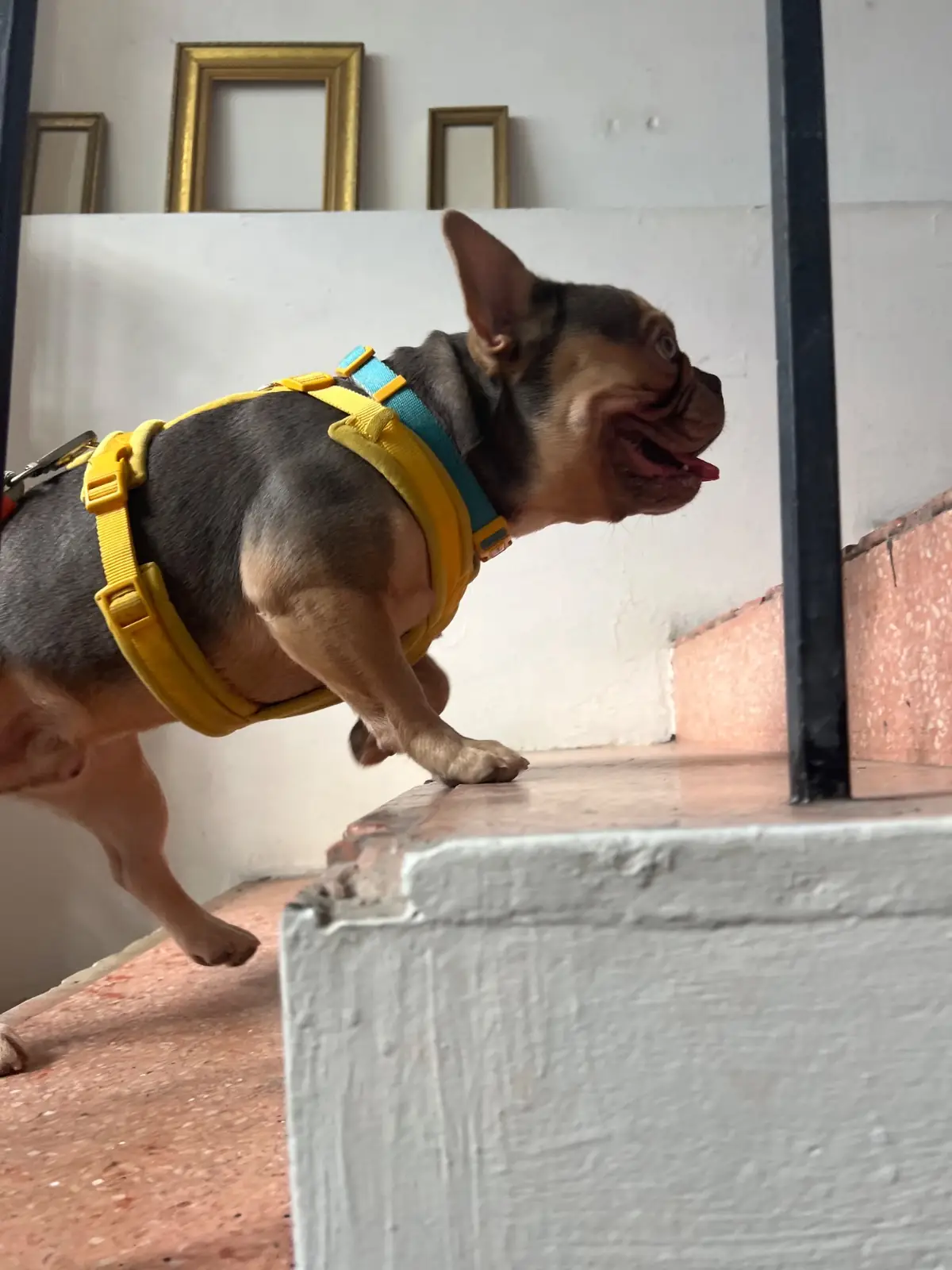 Hand hotel pets image 3