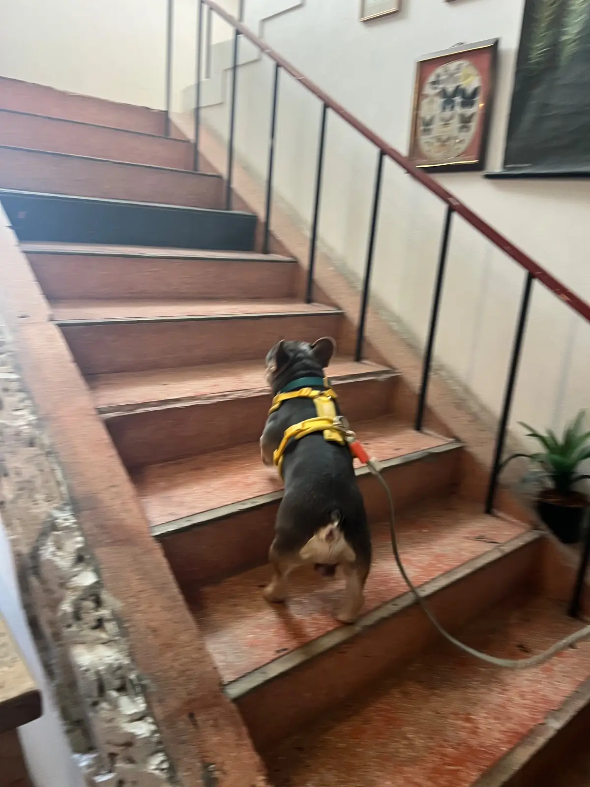 Hand hotel pets image 2