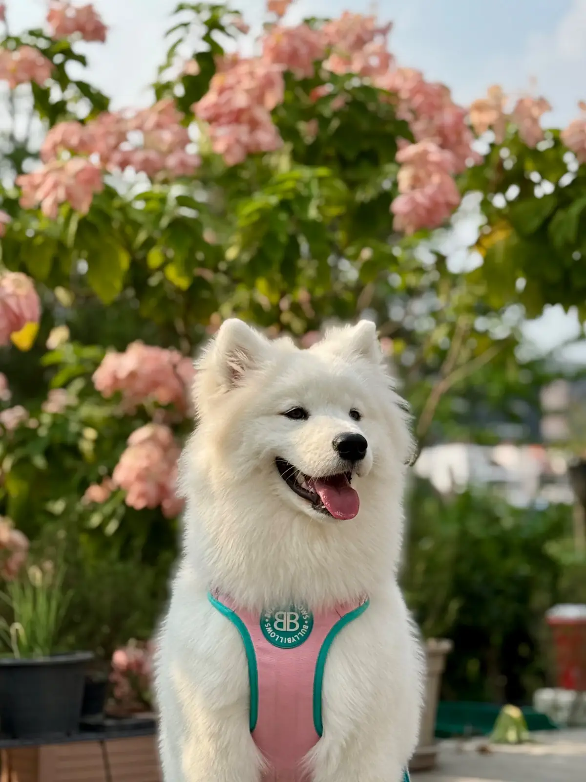Sasi Bangkok pets image 4