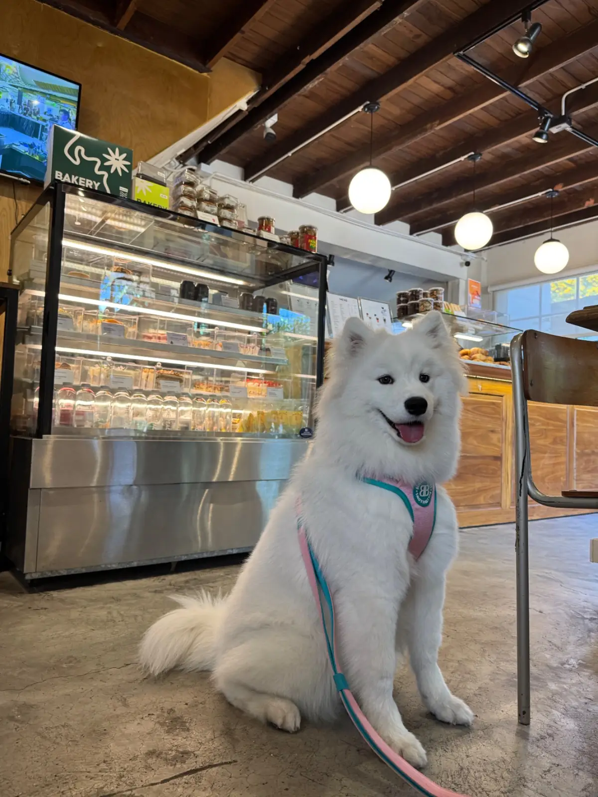 Sasi Bangkok pets image 7