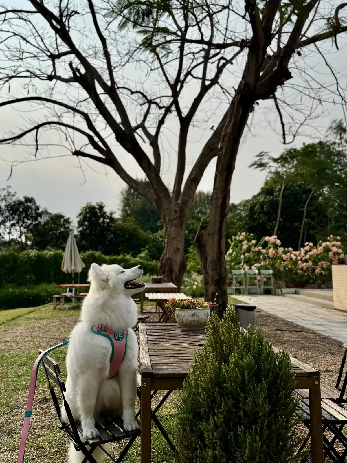 Sasi Bangkok pets image 9