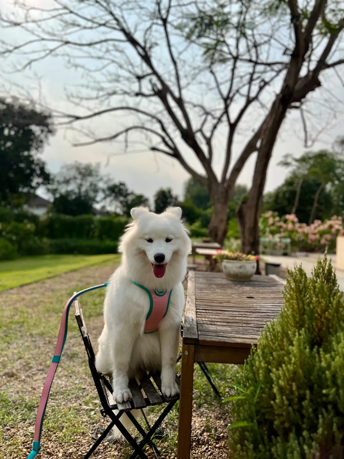 Sasi Bangkok pets image 3