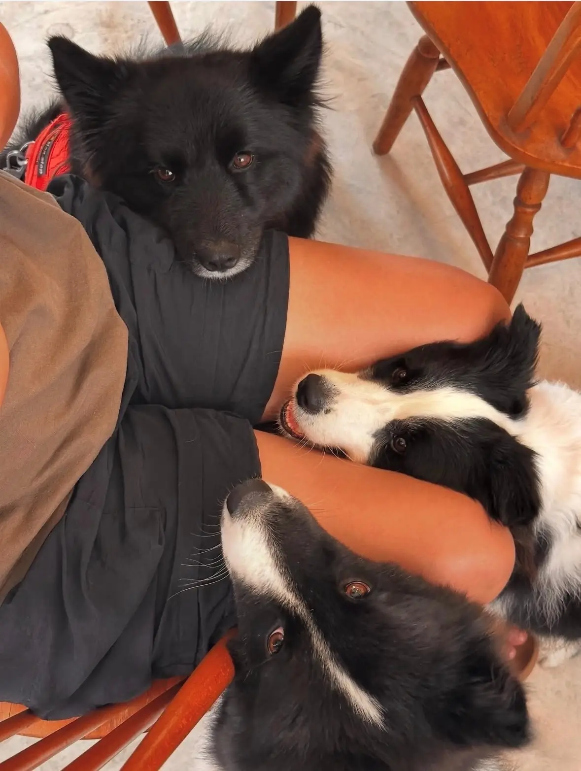 MOOH House pets image 4
