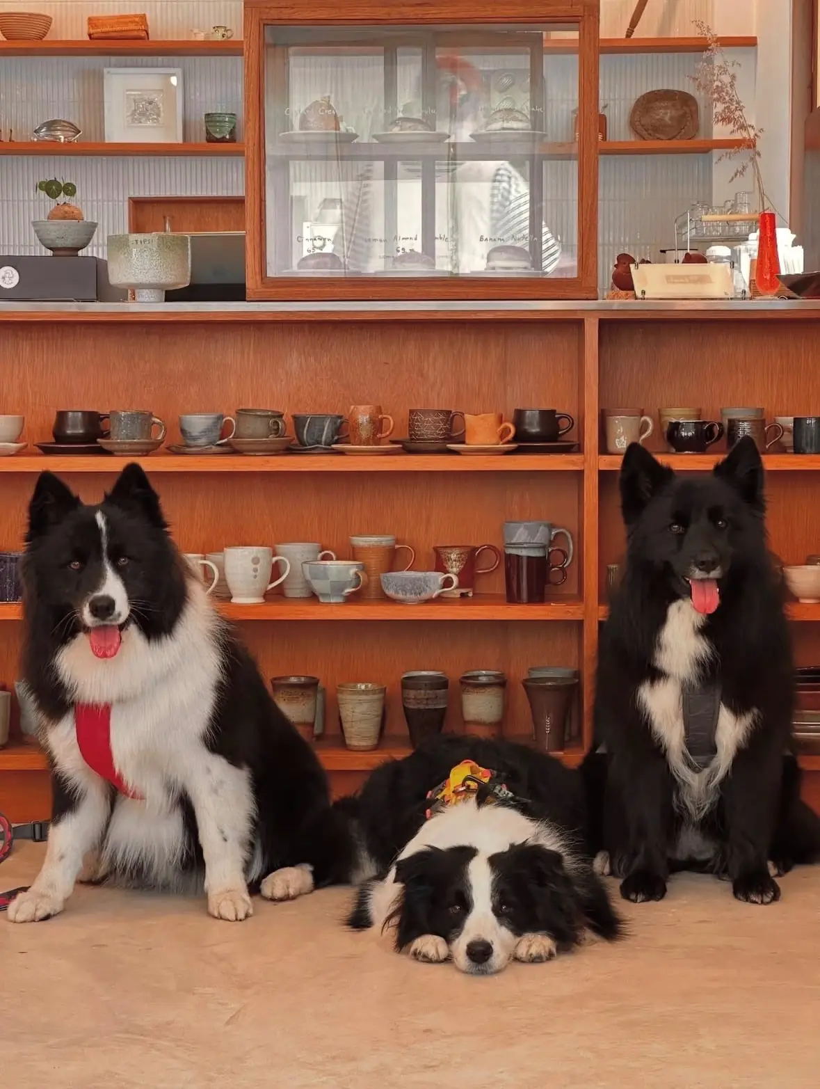 MOOH House pets image 3
