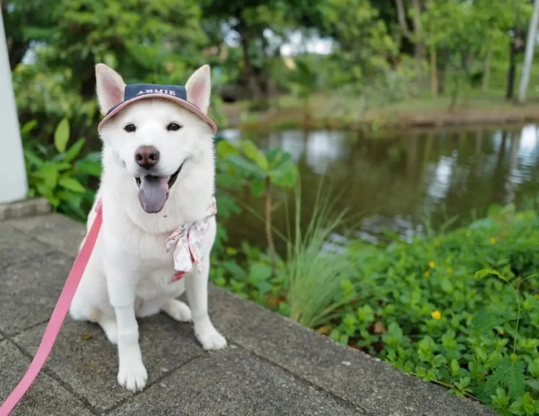 สวนสามพราน pets image 1