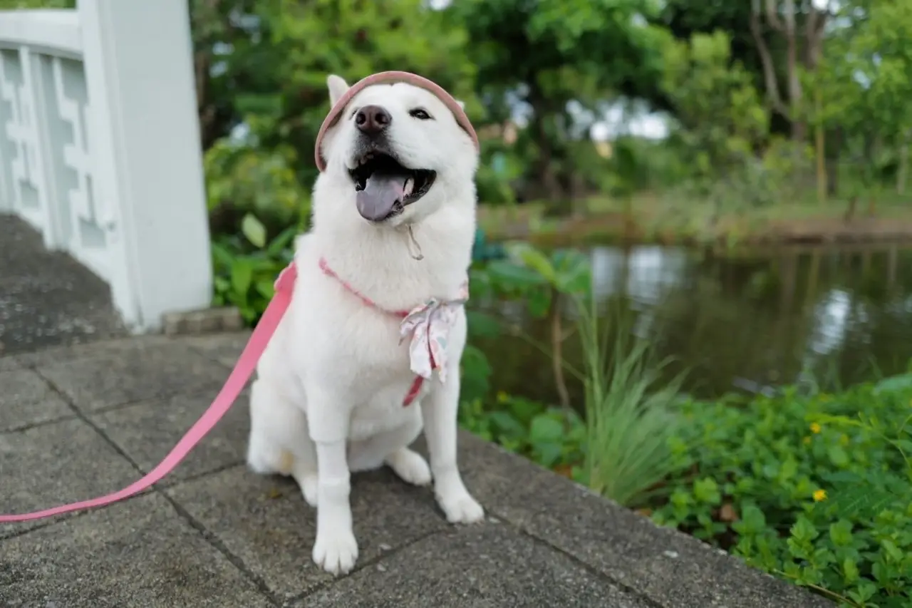 สวนสามพราน pets image 4