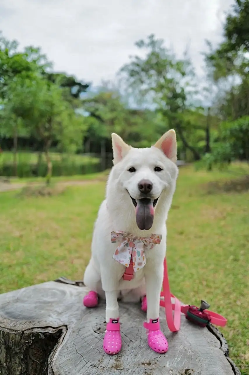 สวนสามพราน pets image 2