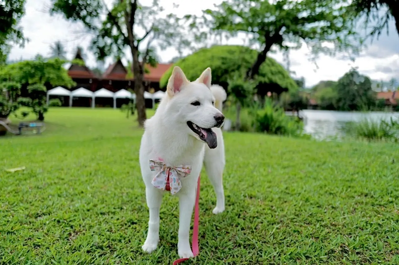 สวนสามพราน pets image 3