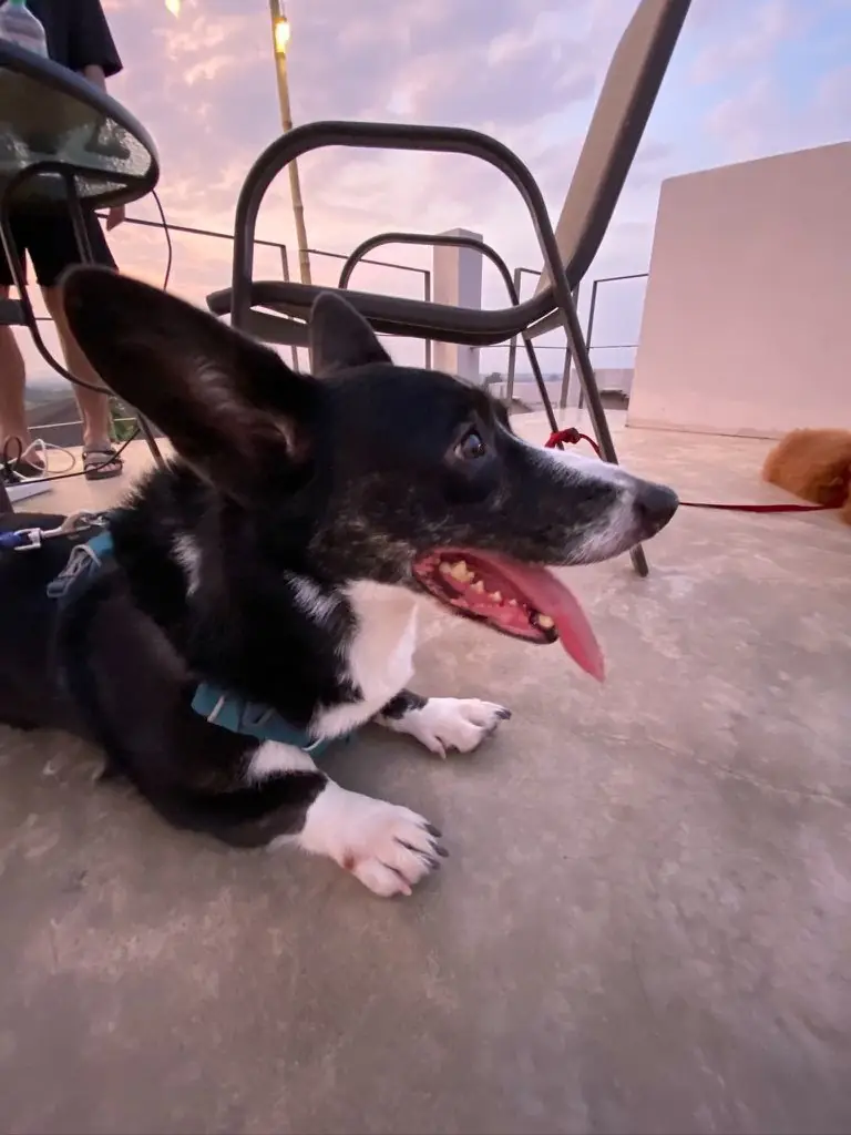 Chevin Khaoyai pets image 1